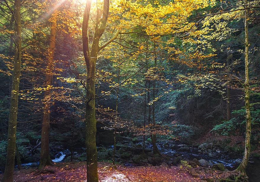 forest, leaves, october, mood, fall color, autumn, nature, bridge, forest path, flurry, autumn forest