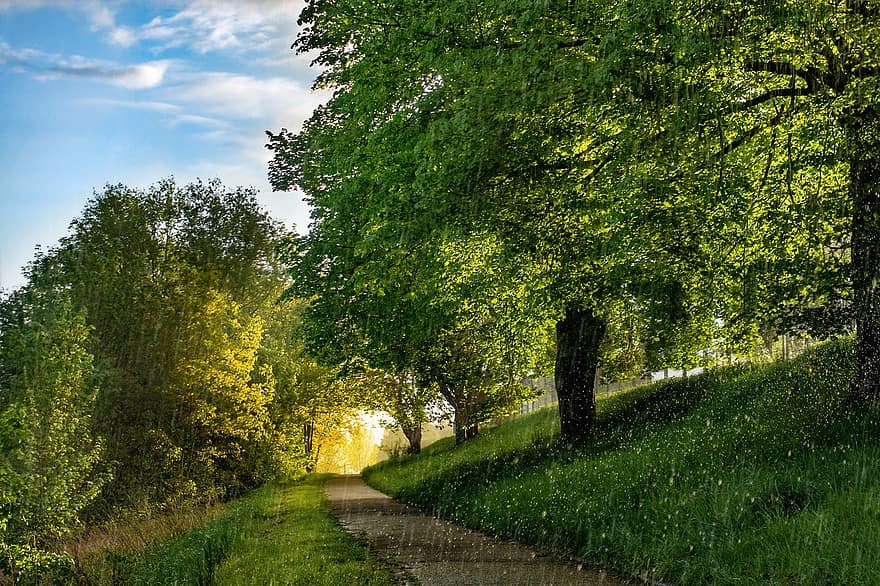 bospad, bomen, regen, weg, spoor, regenstorm, humeur, licht, landschap, atmosferisch, Bos