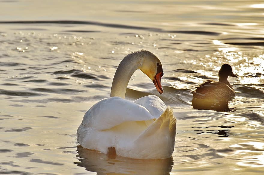 cigno, anatra, acqua, lago di Costanza, mondo animale, lago, uccello, piuma, uccello acquatico, piume