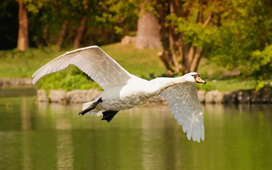 lebădă, păsări de apă, zbor, apă, animal, natură, pasăre, lumea animalelor, alb, lac, penaj