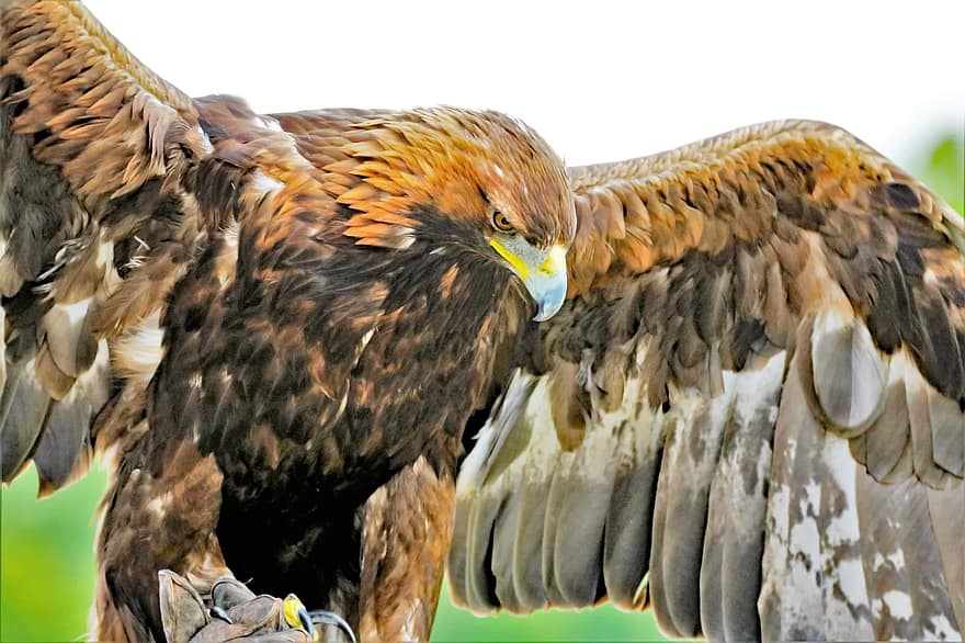 golden eagle, eagle, golden, nature, bird, wildlife, wild, raptor, predator, feathers, prey