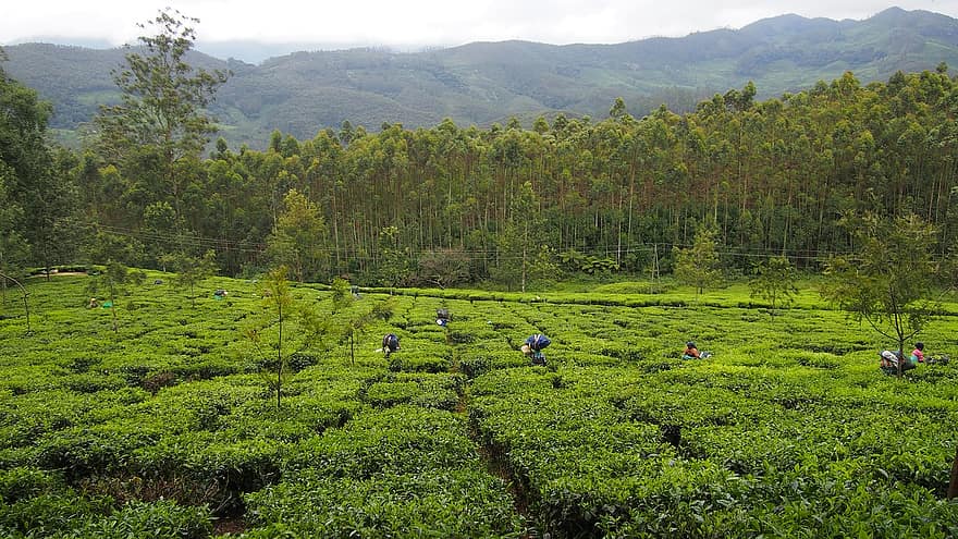 plantacja herbaty, Indie, munnar, herbata, Zielony, rolnictwo, Kerala, żniwa