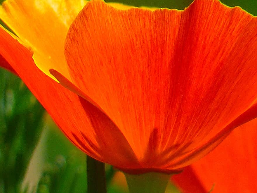 izlanda haşhaş, gelincik nudicaule, çıplak sapları haşhaş, mohngewaechs, Papaveraceae, Haşhaş, çiçek, Çiçek açmak, Portakal, renkli, renk