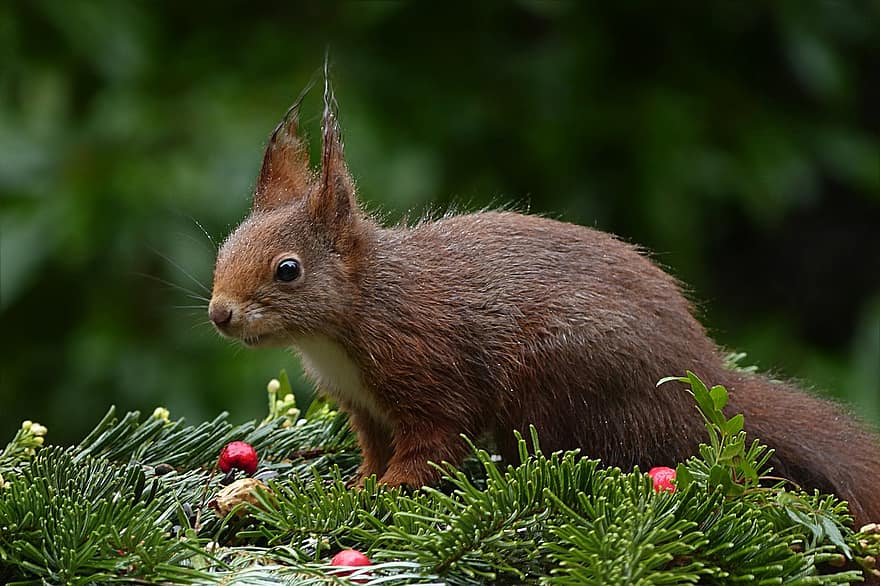 hewan, tupai, sciurus vulgaris mayor, mamalia, mencari makan, taman