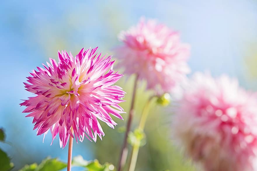 blomst, lyserød, blå, lyserøde blomster, natur, forår, have, kronblad, naturlig, botanik, hvid