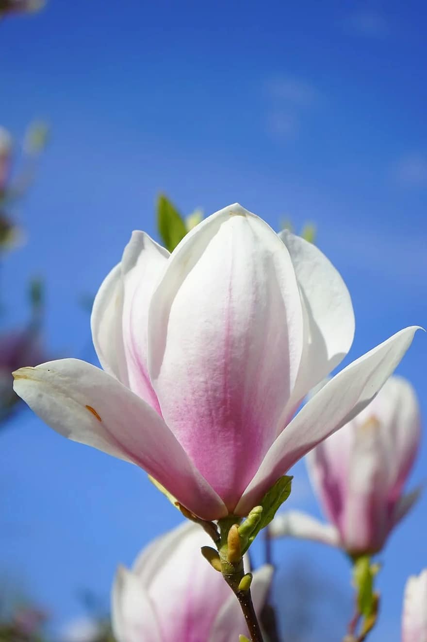 magnolia, magnolia blossom, flowers, pink, white, blütenmeer, ornamental plant, magnoliengewaechs, magnoliaceae, ornamental, tulip magnolia