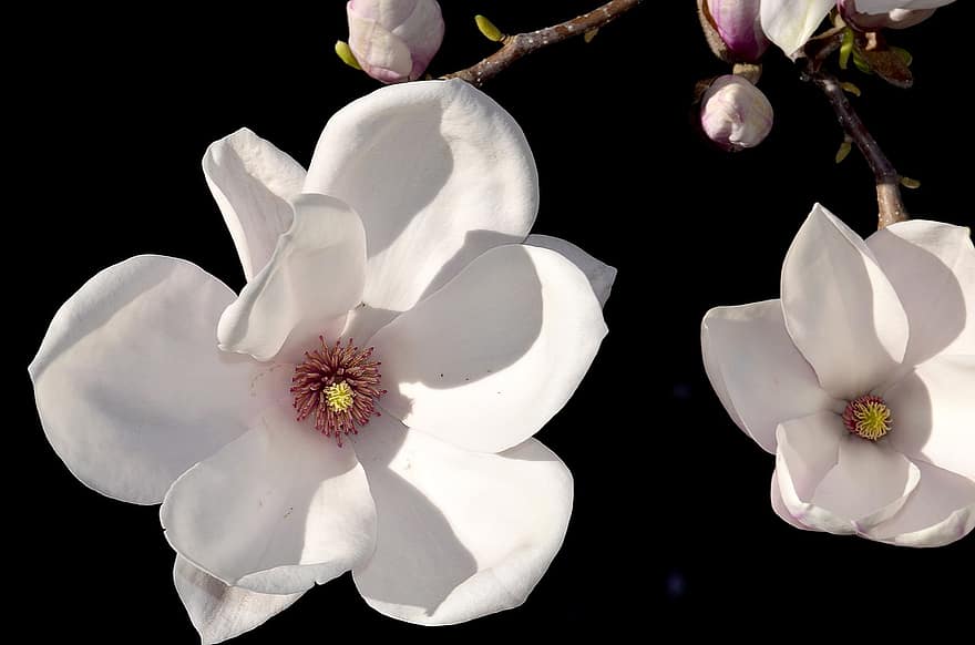 magnólie, květ magnolie, růže květina, pupen, tulipán magnólie, magnoliaceae, jaro, květiny, strom magnólie, magnoliengewaechs, růžový