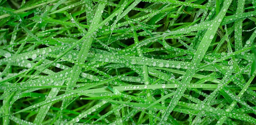 green, grass, wet, drops, rain, water, texture