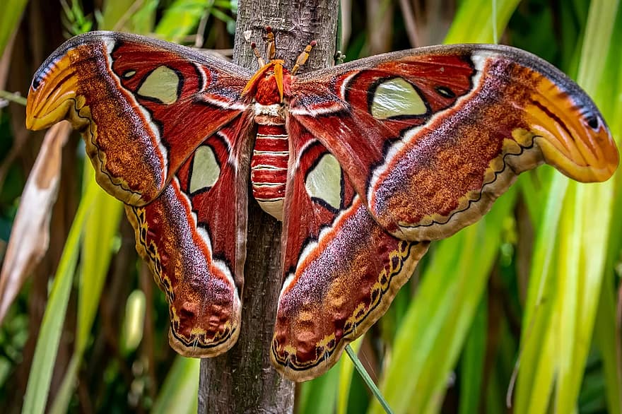 atlasmoth, sommerfugl, Den største, attacus atlas, påfugl spinner, dyr, insekt, eksotisk, stor, vingespænding, tropisk