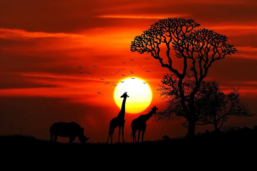 Afrika, dyr, safari, neshorn, giraffer, stor kamp, villmark, savannen, dyr verden, Abendstimmung, solnedgang