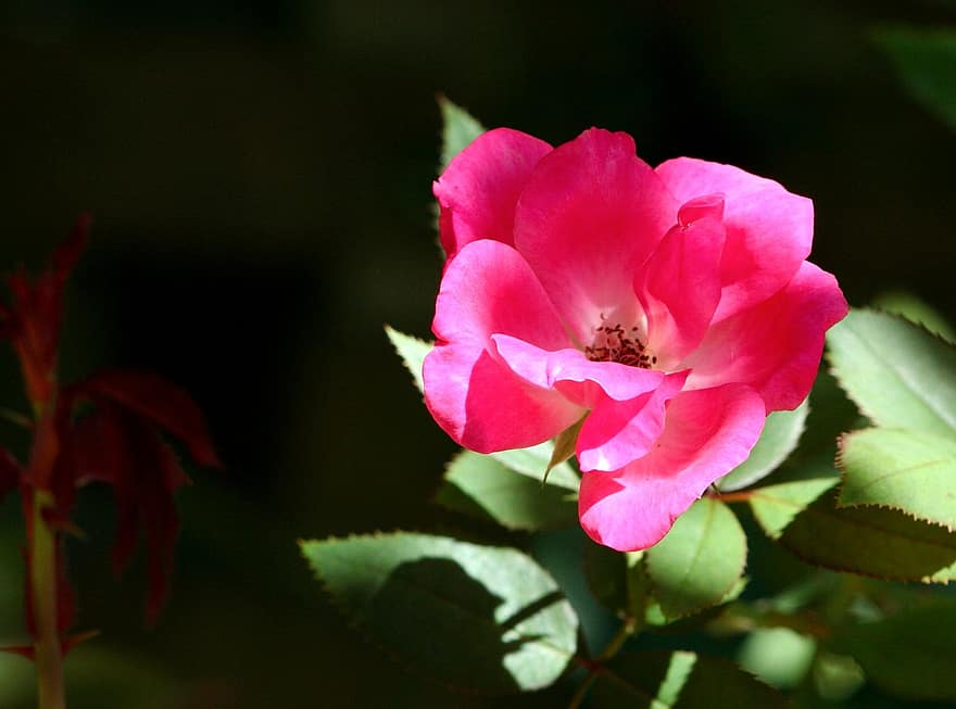 alte Zeit stieg, Blume, Rosa, Garten, Flora, Blumen-, Blütenblatt, Pollen, botanisch, blühen, bunt