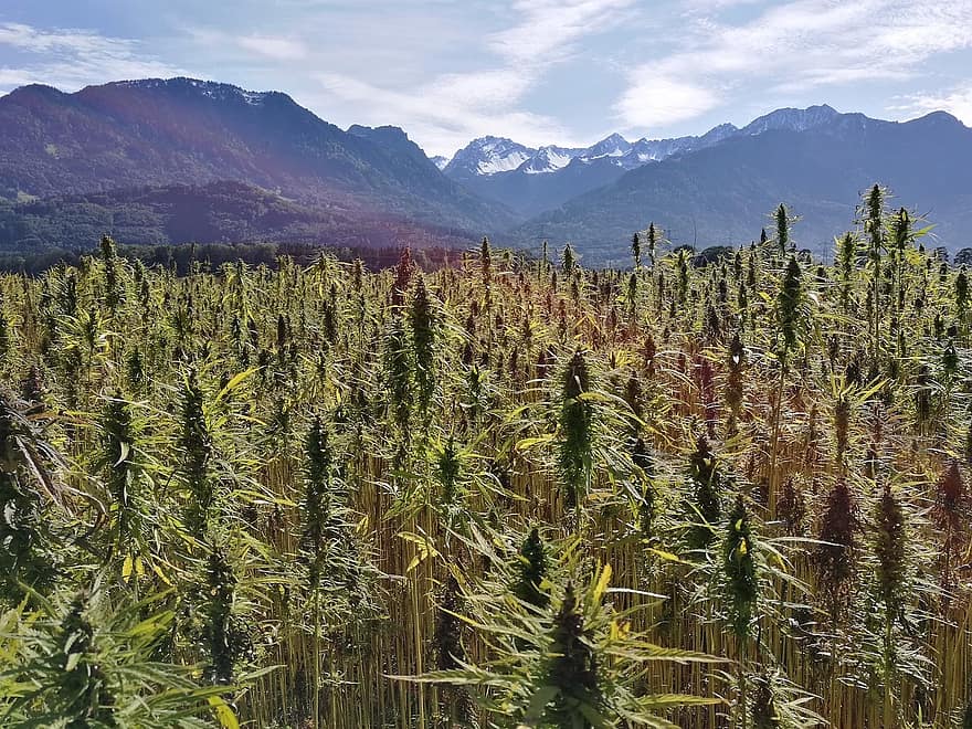 hemp field, hemp plants, cannabis sativa, hemp seed oil