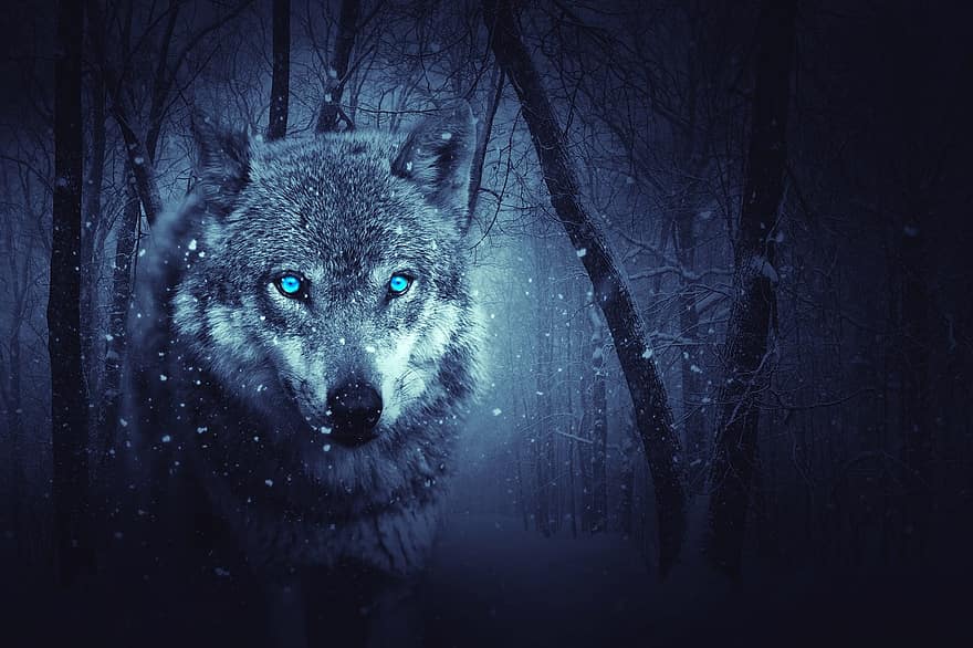 Wolf, Forest, Dark, Background, Mystical