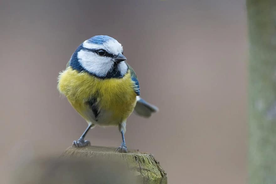 tit biru, burung, paridae, cyanistes caeruleus, burung penyanyi, alam, indah, burung kecil