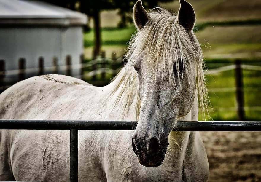 moule, cheval, couplage, pâturage, blanc, animal, la nature, stalle, Reiterhof, paysage, tête de cheval