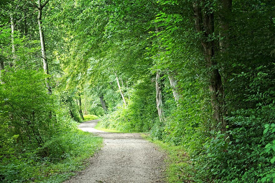 jauh, hutan, jalur hutan, alam, pohon, jejak, jalan hutan, jalur, jejak alam, hiking, bersantai