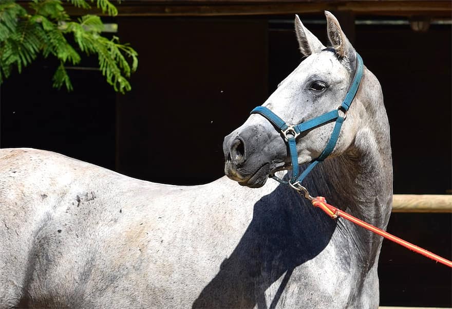 andalusisk, andalusisk hest, hest, dyr, equine, natur, hvit, ride, rasekatt, gård, spansk