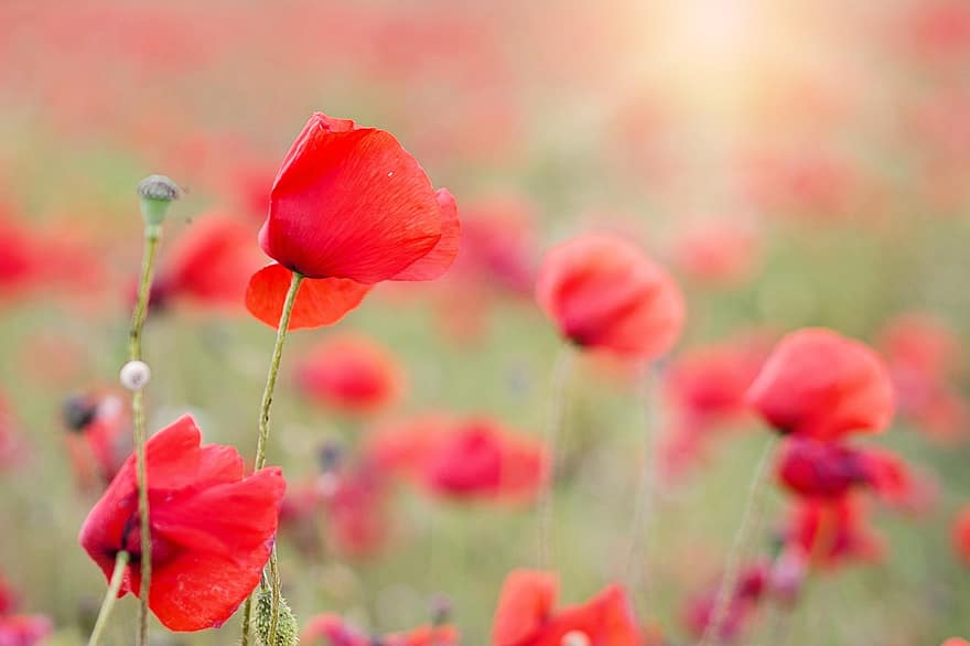 poppies, red, flowers, blooms, spring, poppy, nature, field, bloom, blossom, meadow