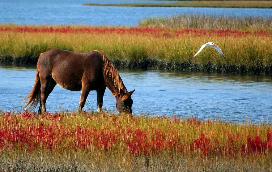 cavalo, cavalo selvagem, pônei do pântano, pântano, pastando, mamífero, animal