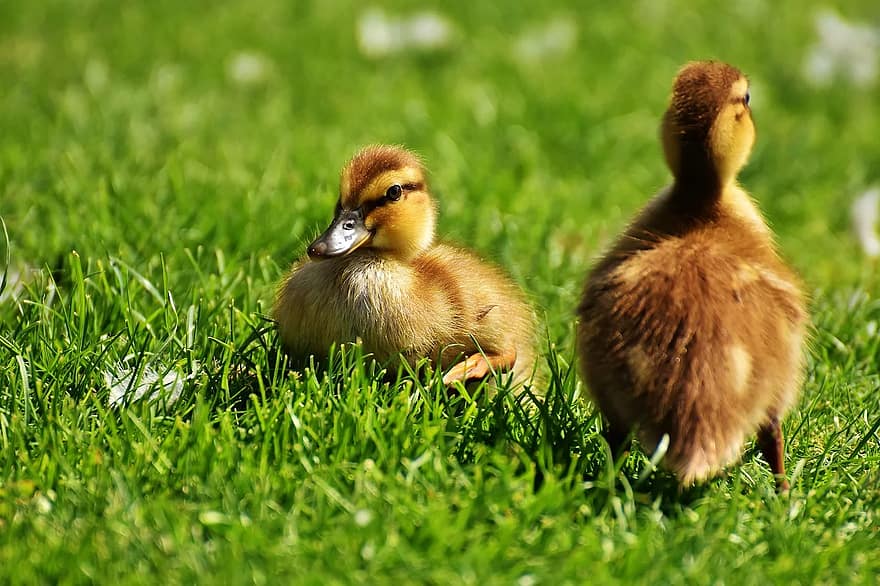 pulcini, anatroccoli, mallardo, carina, uccello, uccello acquatico, anatra, bambini animali, natura, anatre, piume