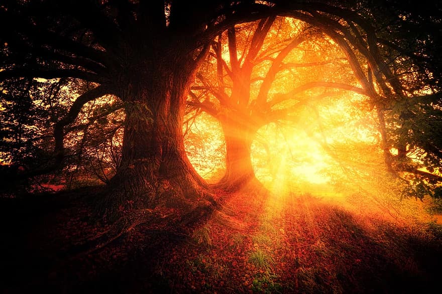 arboles, planta, naturaleza, bosques, amanecer, sol, Mañana, luz del sol, en el, paisaje, mágico