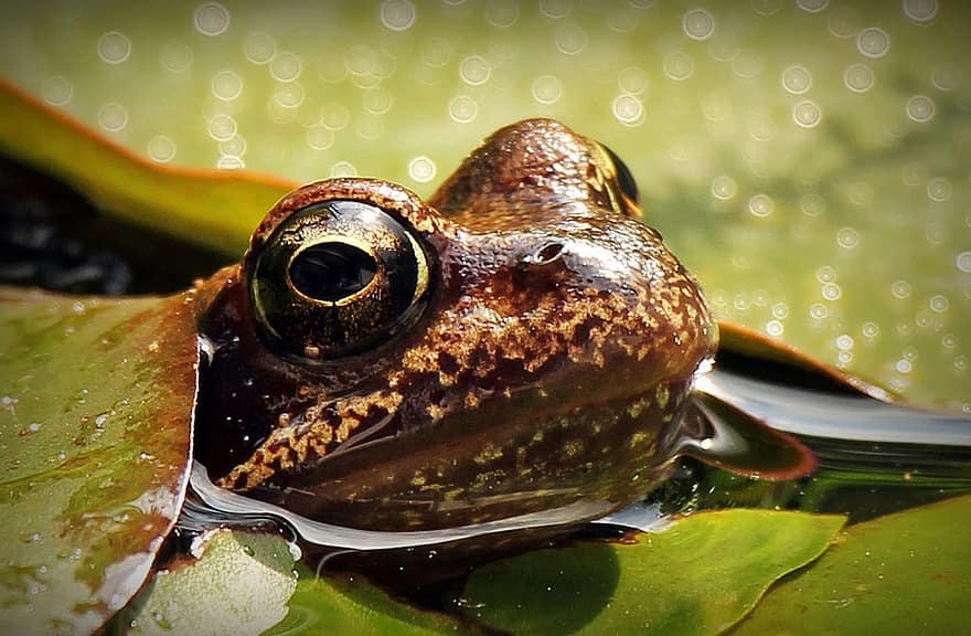 broască, nuferi, Nuphar, crayon de crin, frunze de nuphar pumila, plante acvatice, natură, grădinărit, apă, plantă, ploaie