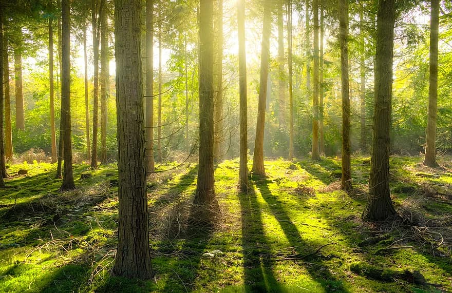 hutan, matahari, bayangan, hijau, kuning, alam, pemandangan, cahaya, sinar matahari, cerah, pohon