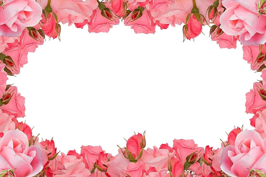 roses frame, flower, rose, floral, flora, romance, love, blooming, romantic, nature, decoration