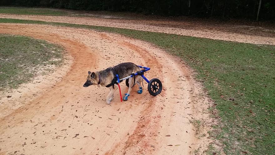 Berger allemand, chien, fauteuil roulant, vieux, handicapé