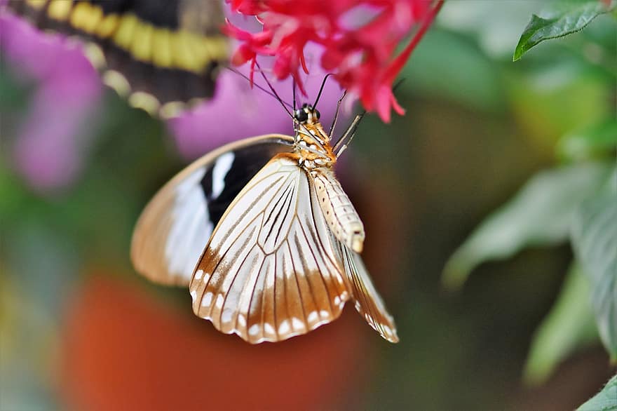 mariposa, mariposa tropical, exótico, insecto, ala, mariposa grande, mariposas tropicales, naturaleza, jardín Botánico