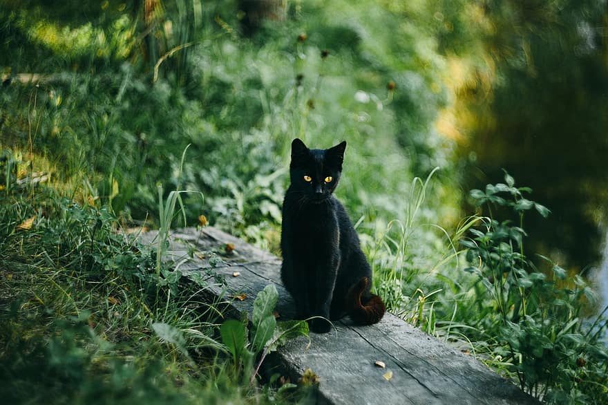 animals, nature, black, cat, eyes, fauna, flora, fur, grass, green, hunter