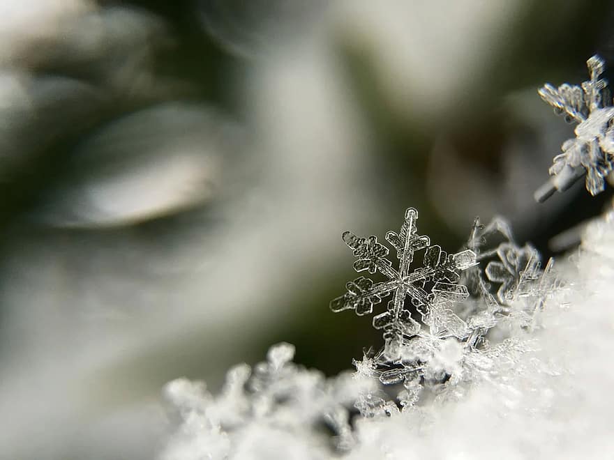 copo de nieve, macro, escarcha, congelado, cristal, nieve, hielo, blanco, frío, escama, invierno