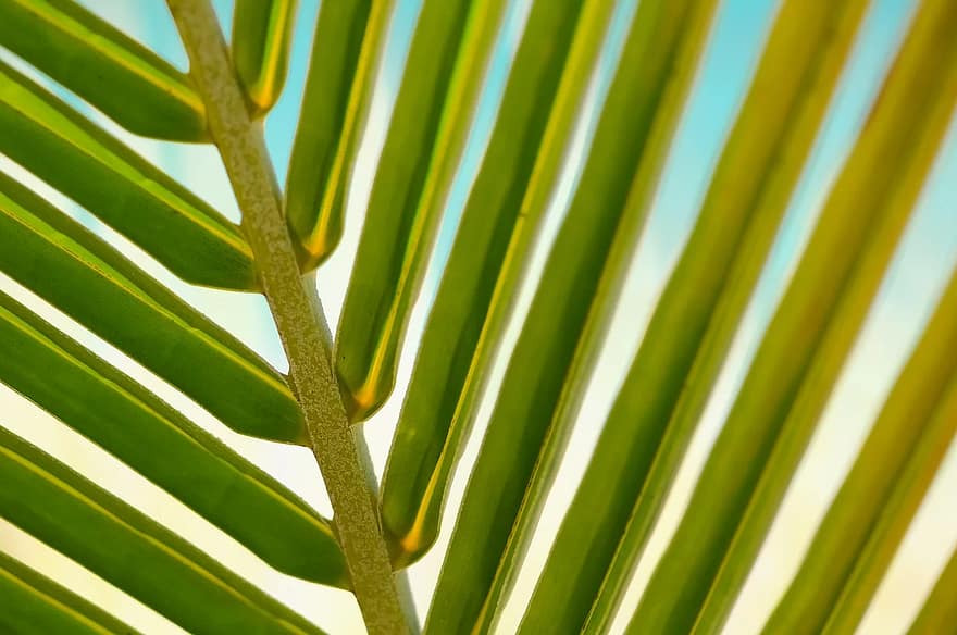 planta, full, macro, palmell, estiu, fulles, tropical, primer pla, verd, naturalesa, flora