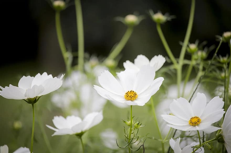 kosmos, wit, bloeiend, natuur, fabriek, bloemen, flora, tuin-, groen, vers, de lente