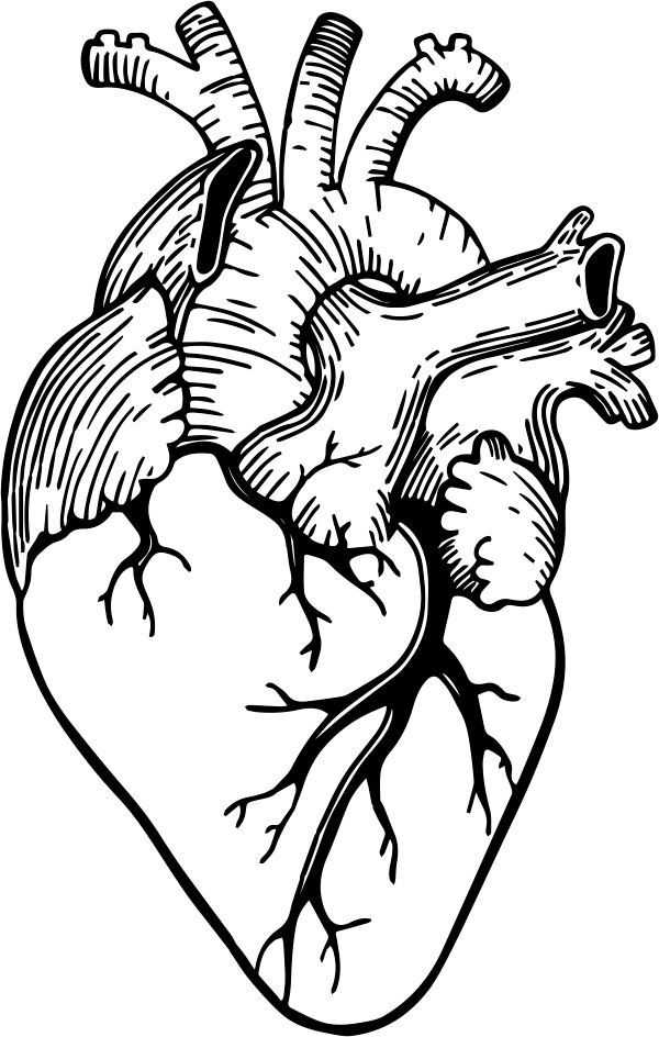 Anatomical Heart Drawing Outline