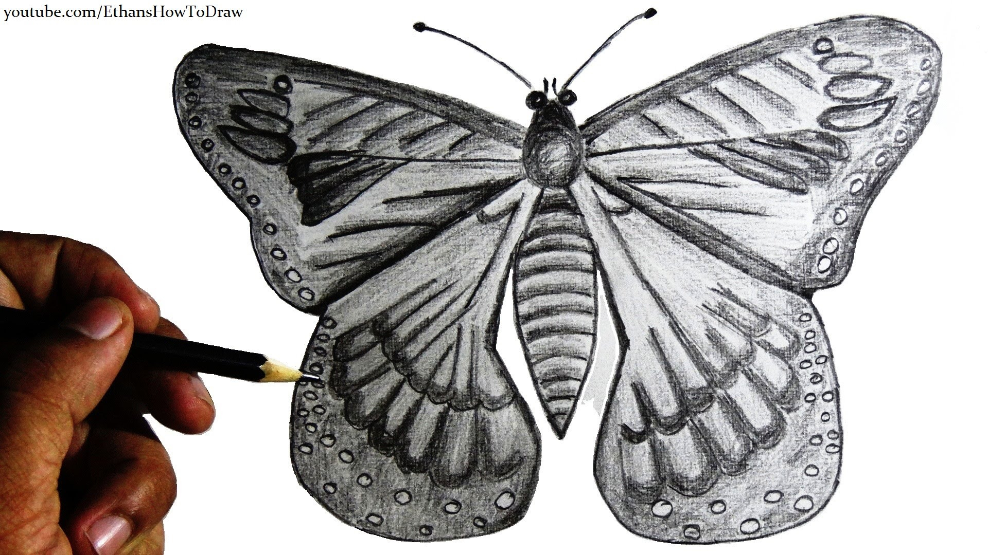  Butterfly Drawings In Pencil at PaintingValley.com Explore collection 