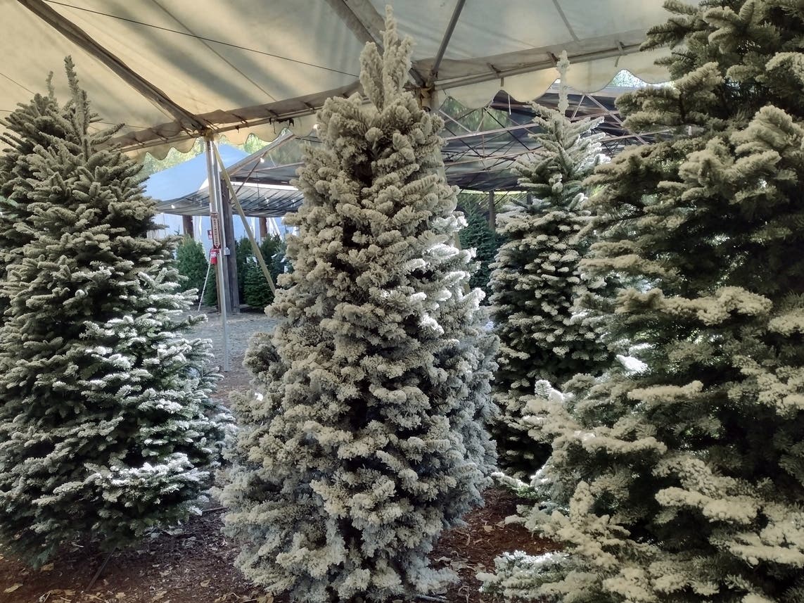 Waste Management Offers Live Christmas Tree Disposal