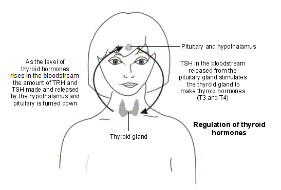 regulation of thyroid hormones