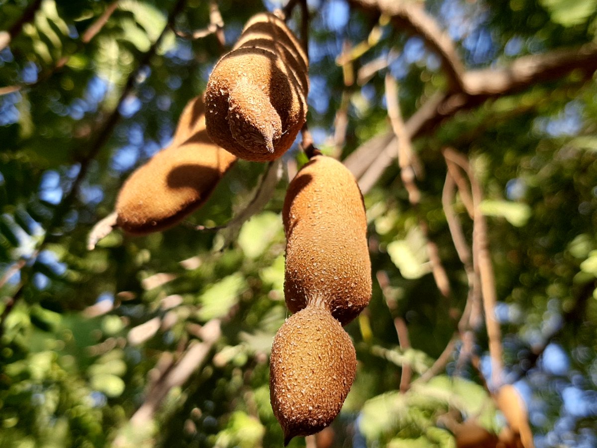 Javed Mahar Flowering In May Fruit Is Ready In Dec Jan At Karachi The Tamarindus Indica Imli Is One Of The Highly Benificial It Is Possible Candidate For Urban Plantation