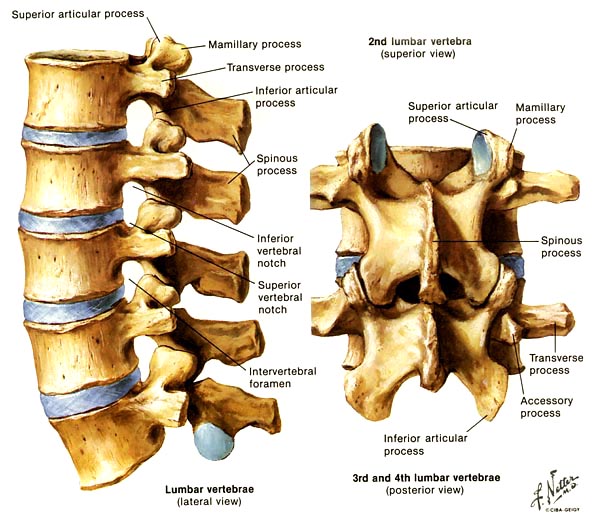 Lumbar Spine | Message Board