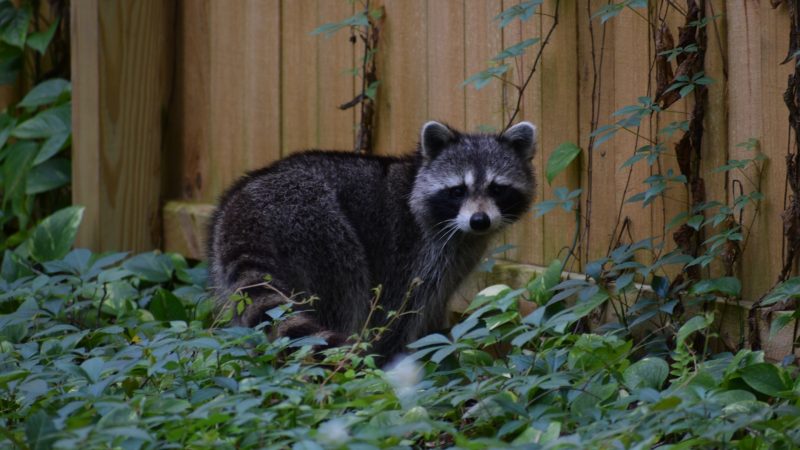 How Can You Get Rid of Raccoon Nest