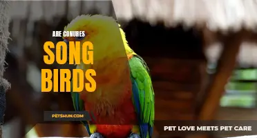 Are Conures Song Birds? Exploring the Musical Talents of Conures