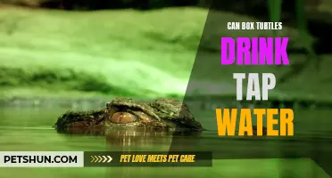 Box Turtles and Tap Water: Safe Drinking Options