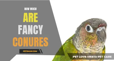 The Price Tags on Fancy Conures: How Much Do They Cost?