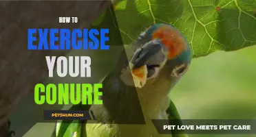 The Ultimate Guide to Exercising Your Conure: Tips and Tricks for a Healthy Bird