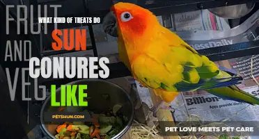 Discover the Ultimate Treats that Sun Conures Absolutely Love