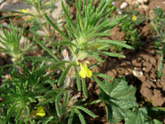 Ajuga chamaepitys Ground Pine, Yellow bugle