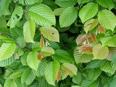 Carpinus betulus Hornbeam,  European hornbeam, Common Hornbeam, European Hornbeam