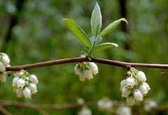 Vaccinium fuscatum Black Highbush Blueberry