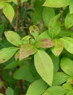 Vaccinium fuscatum Black Highbush Blueberry